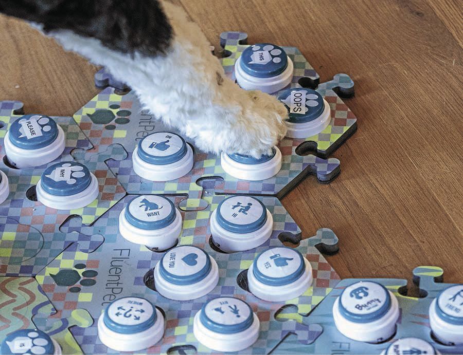 LIFE-PETS-DOG-COMMUNICATE-3-SE